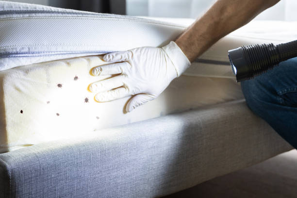 Pest Control for Restaurants in Roseville, CA